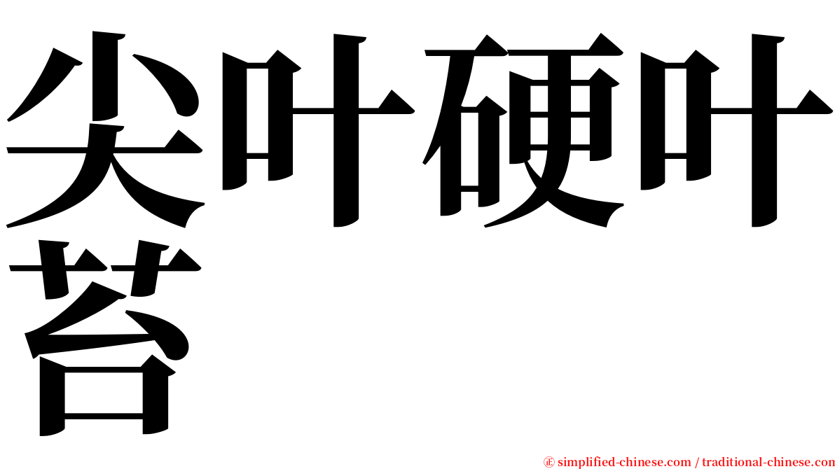 尖叶硬叶苔 serif font