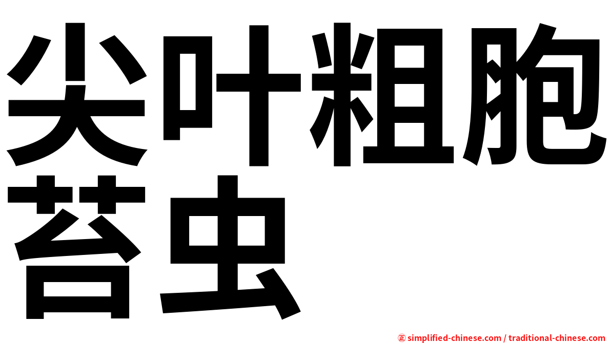 尖叶粗胞苔虫