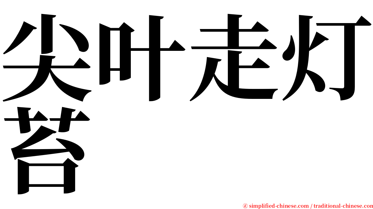 尖叶走灯苔 serif font