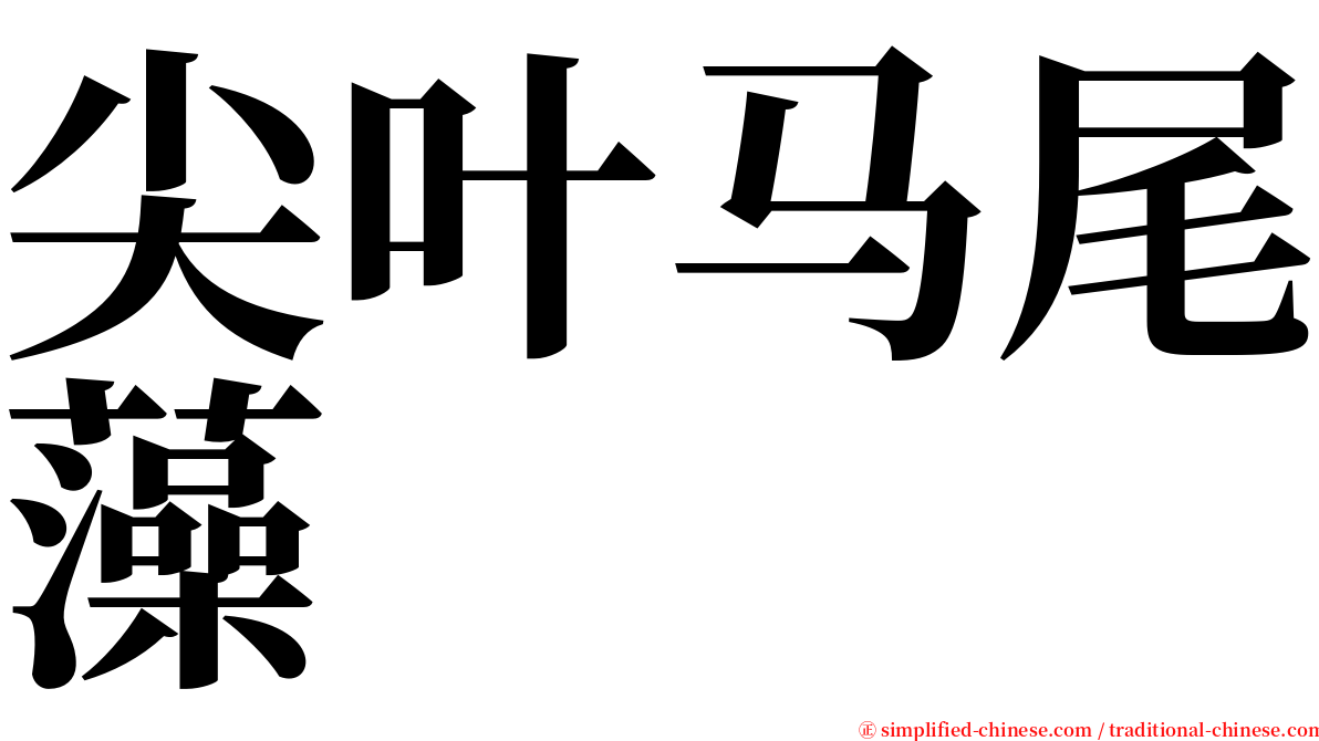 尖叶马尾藻 serif font