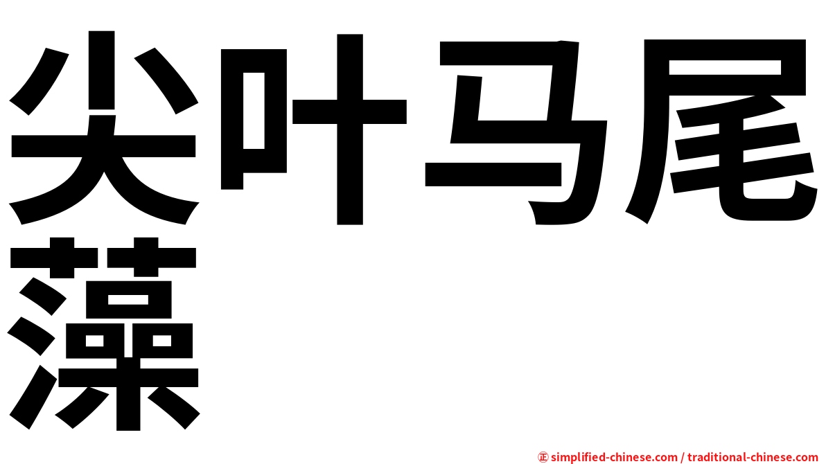 尖叶马尾藻