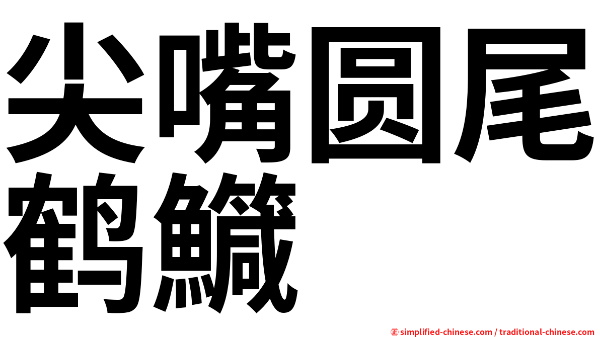 尖嘴圆尾鹤鱵