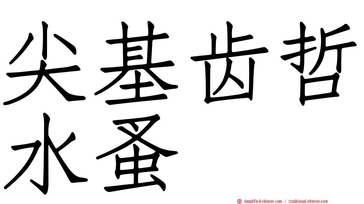 尖基齿哲水蚤