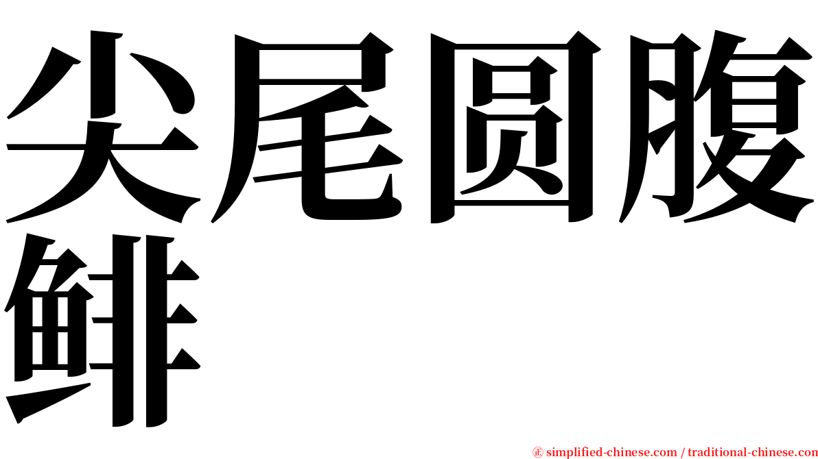尖尾圆腹鲱 serif font