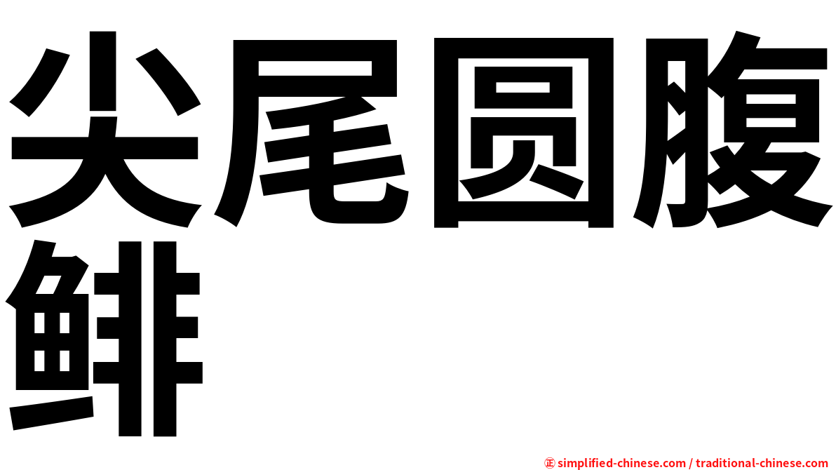 尖尾圆腹鲱