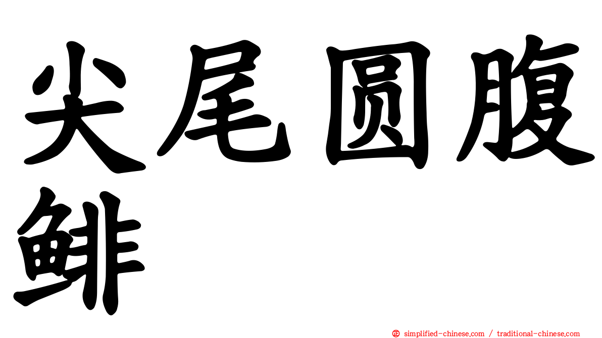 尖尾圆腹鲱