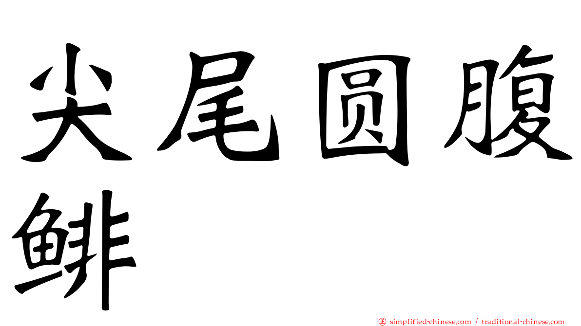 尖尾圆腹鲱