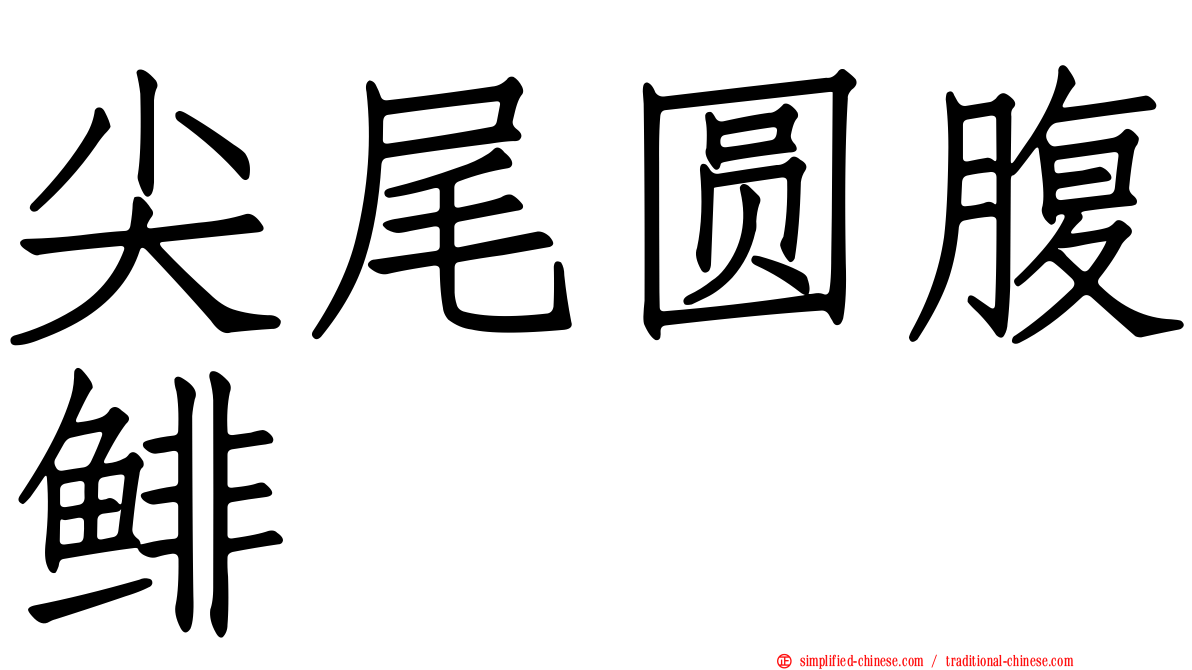 尖尾圆腹鲱