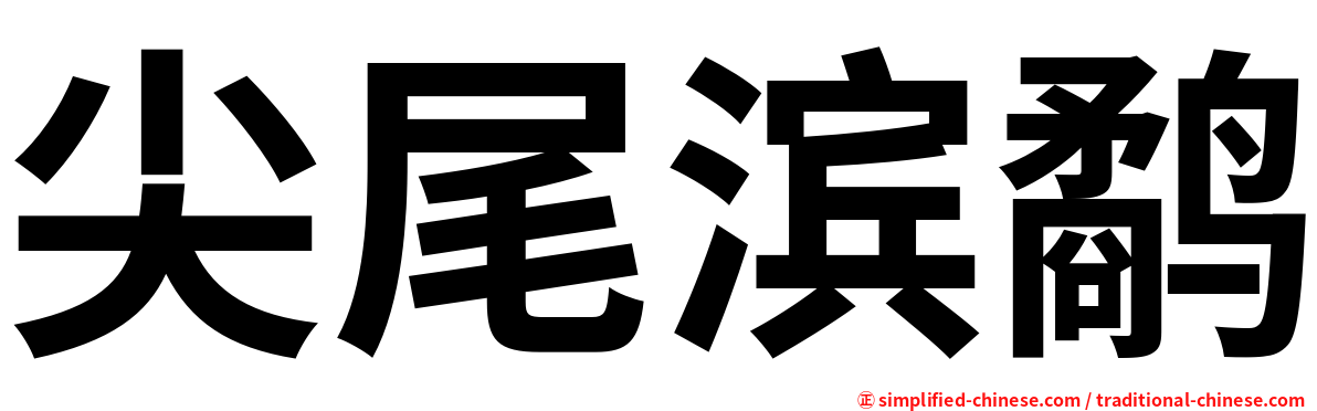 尖尾滨鹬