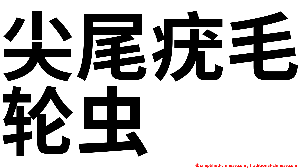 尖尾疣毛轮虫