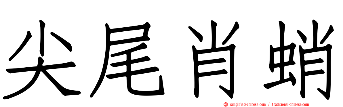 尖尾肖蛸