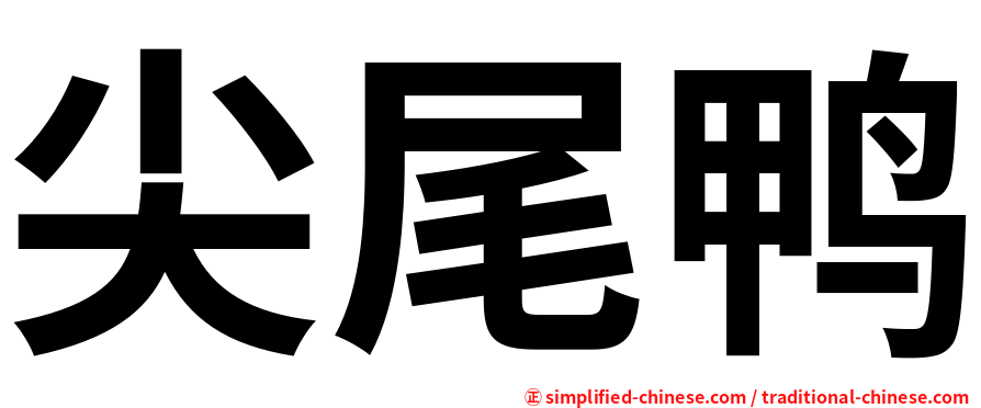 尖尾鸭