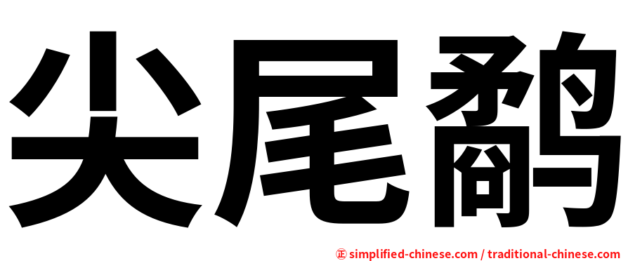 尖尾鹬