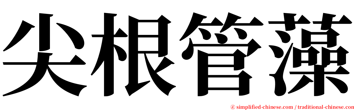 尖根管藻 serif font