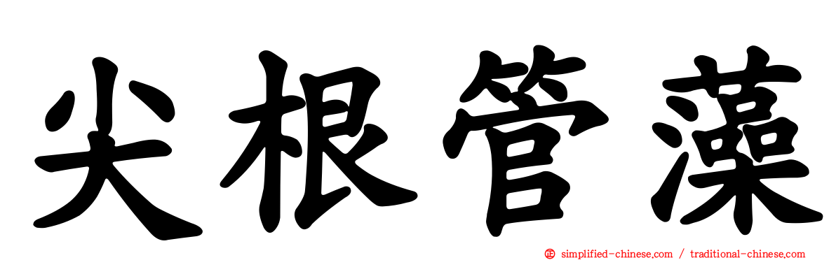 尖根管藻