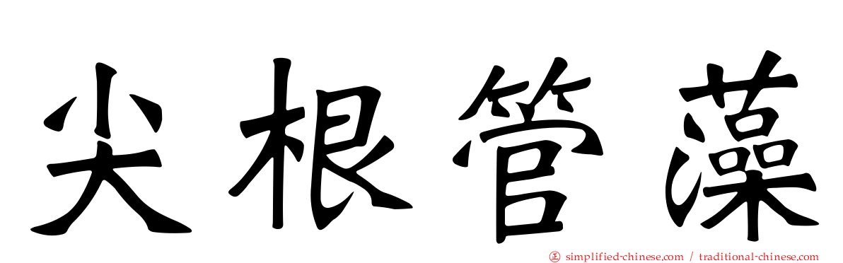尖根管藻