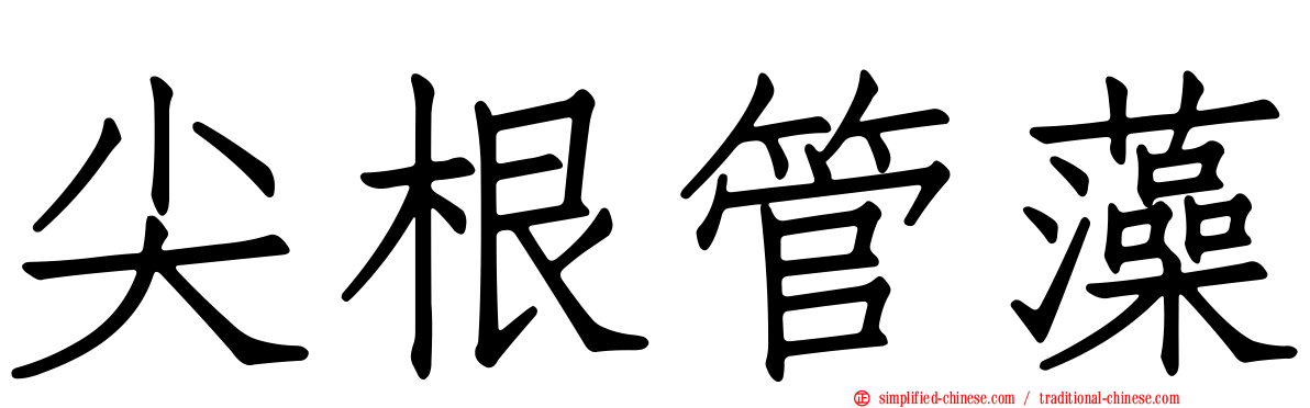 尖根管藻