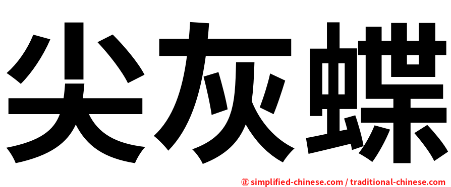 尖灰蝶