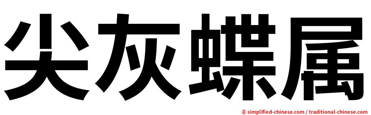 尖灰蝶属