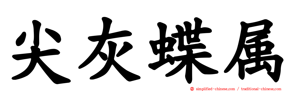尖灰蝶属