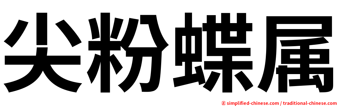 尖粉蝶属