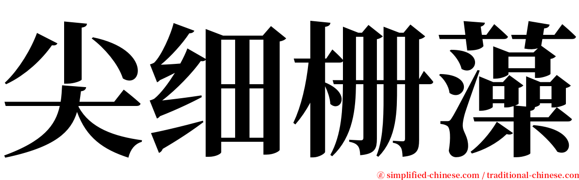 尖细栅藻 serif font