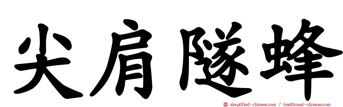 尖肩隧蜂