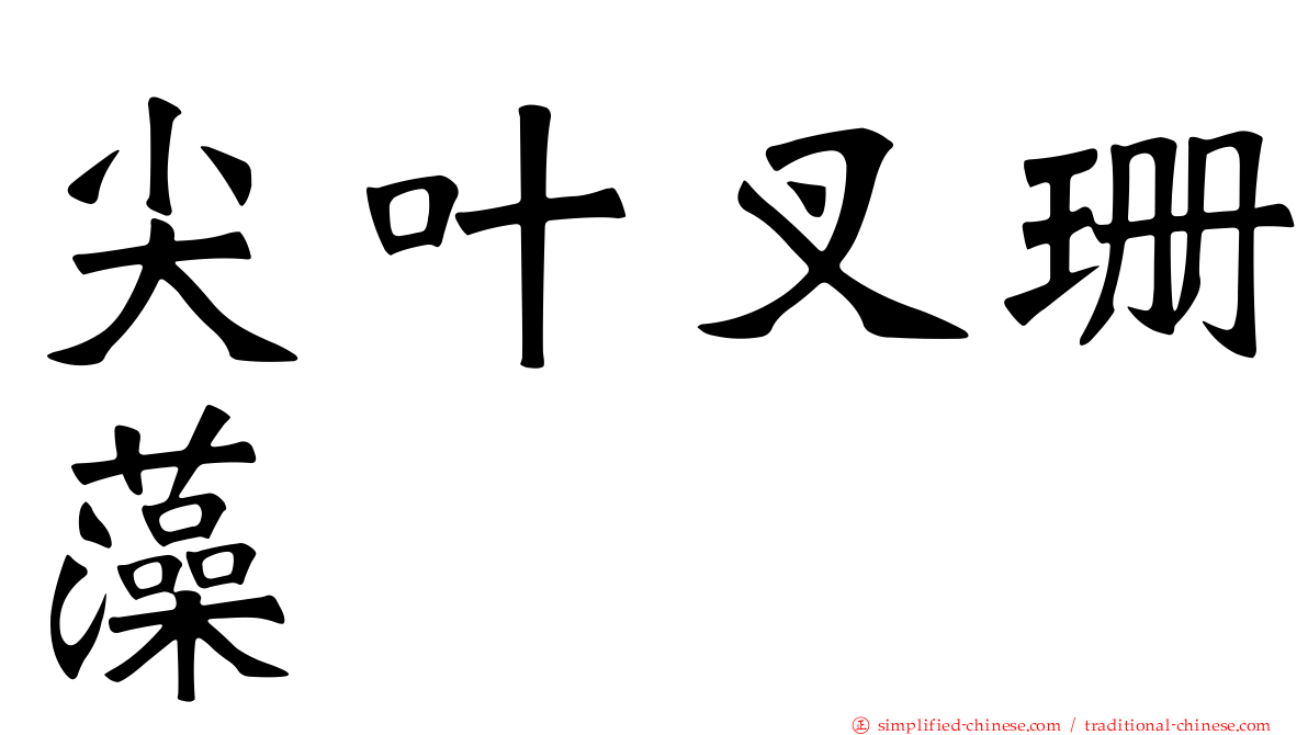 尖叶叉珊藻