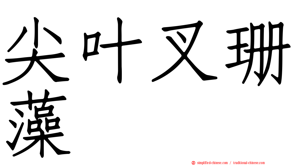 尖叶叉珊藻