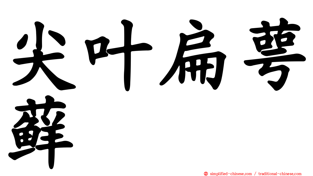 尖叶扁萼藓