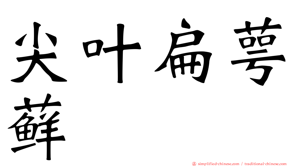 尖叶扁萼藓