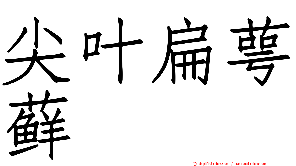 尖叶扁萼藓