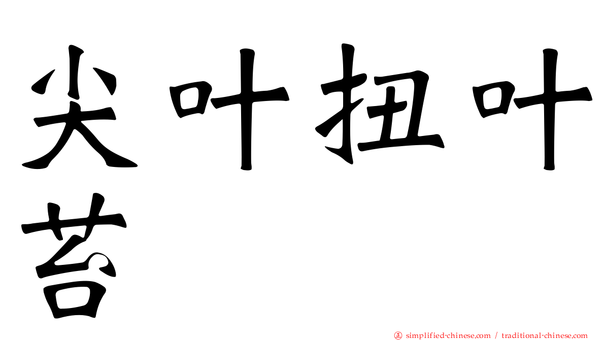尖叶扭叶苔