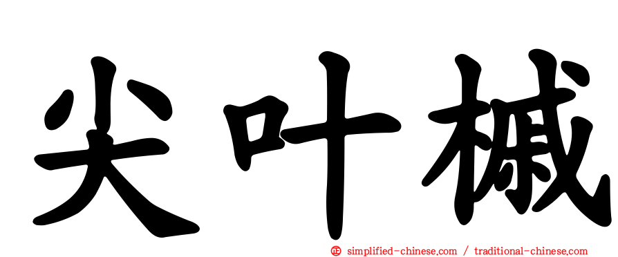 尖叶槭