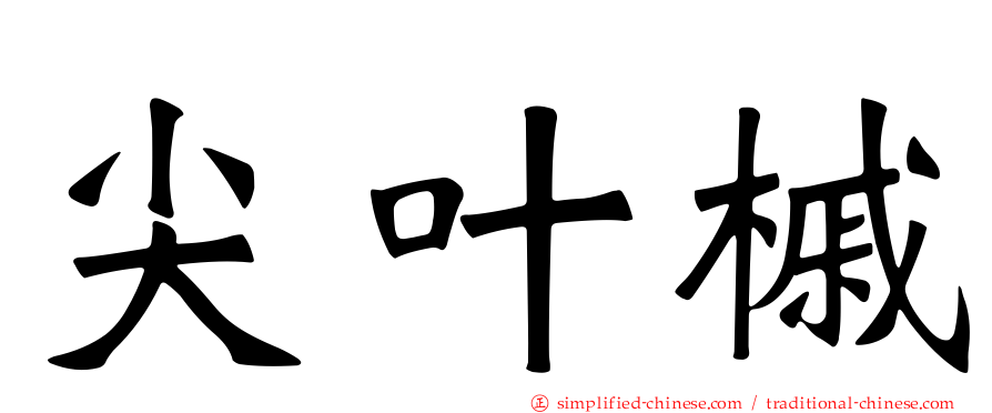 尖叶槭