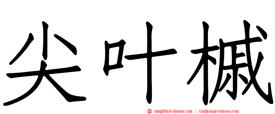尖叶槭