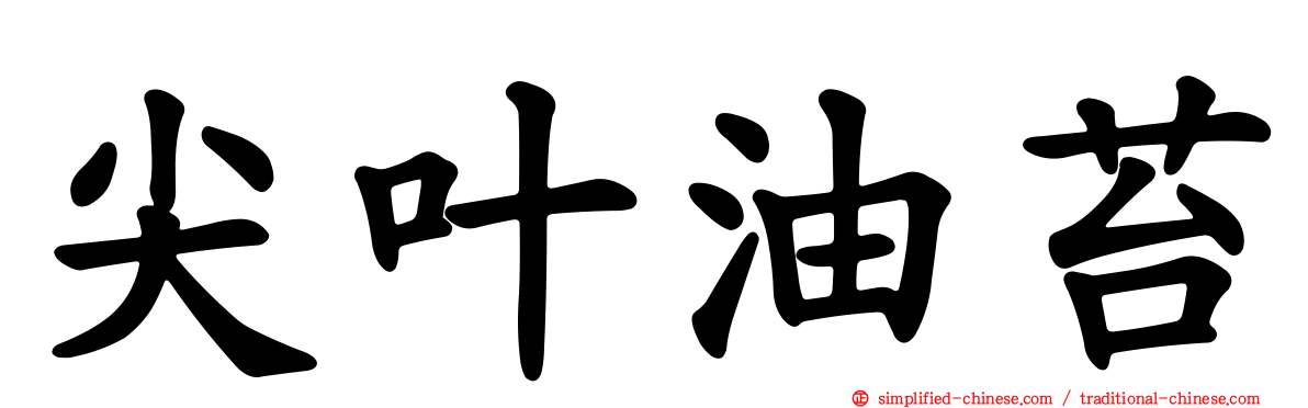 尖叶油苔