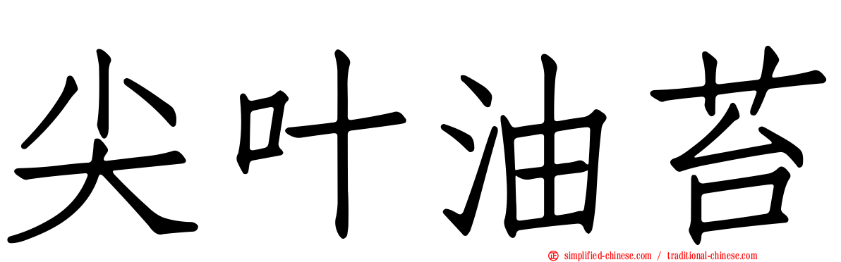 尖叶油苔