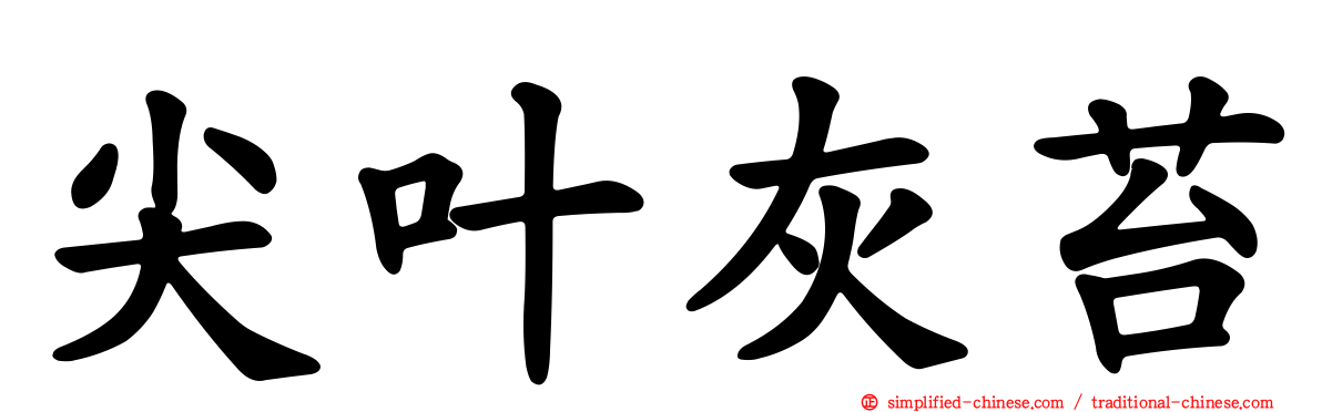 尖叶灰苔