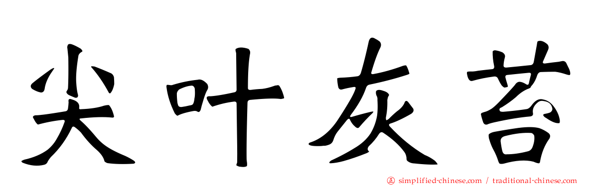 尖叶灰苔