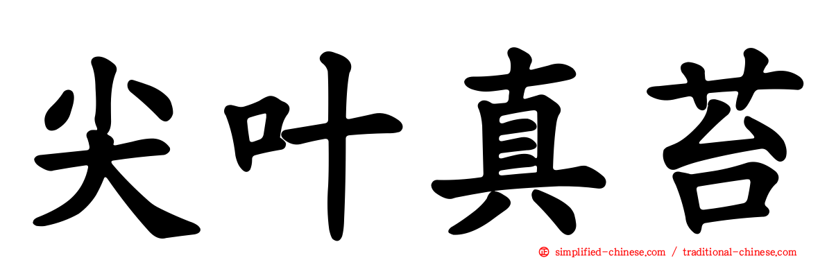 尖叶真苔
