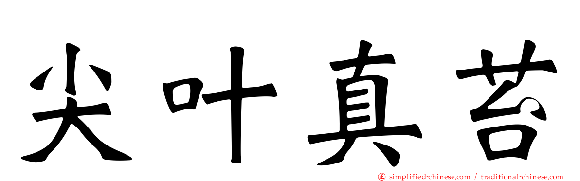 尖叶真苔