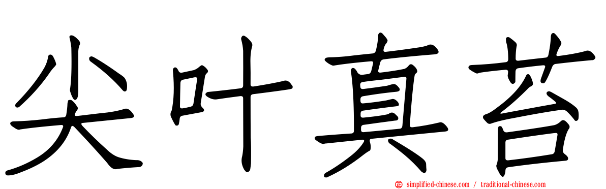 尖叶真苔