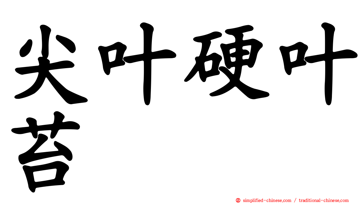 尖叶硬叶苔