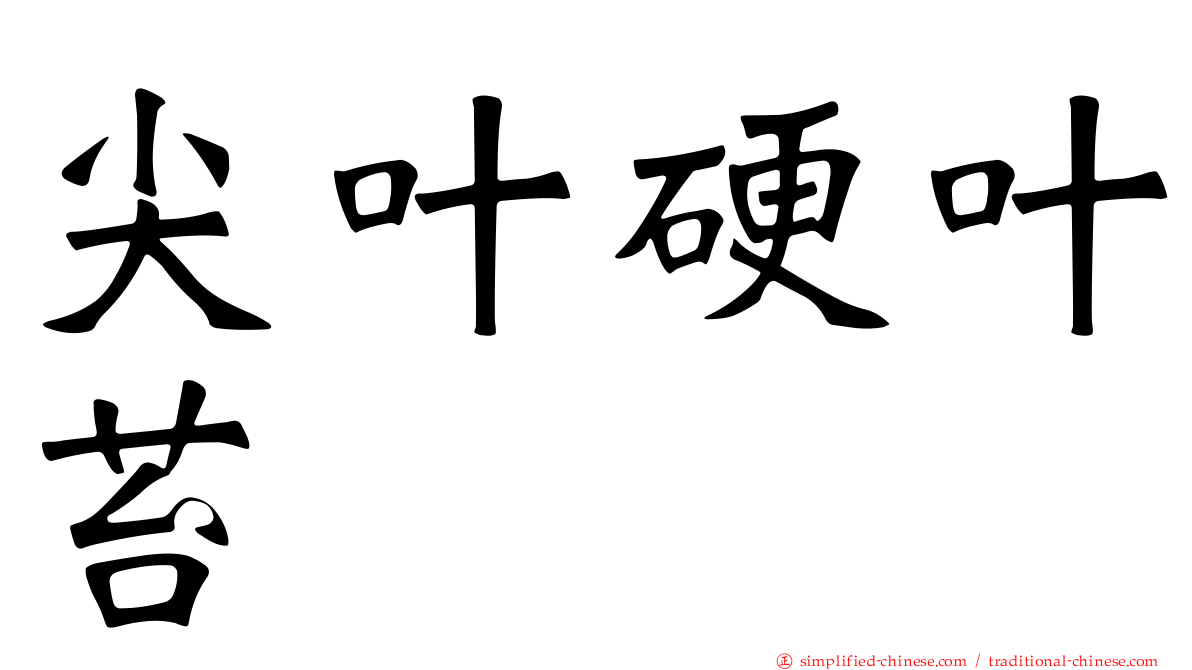 尖叶硬叶苔