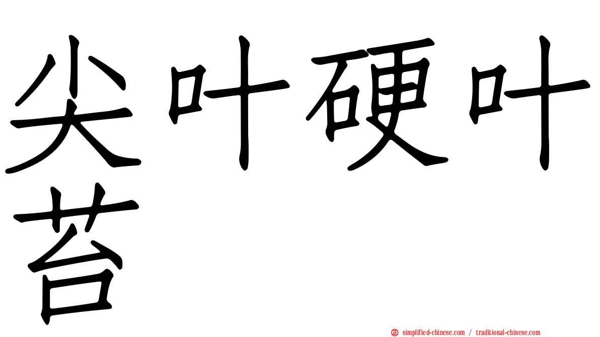 尖叶硬叶苔