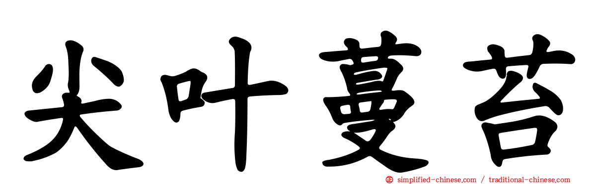 尖叶蔓苔