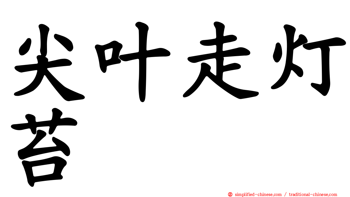 尖叶走灯苔