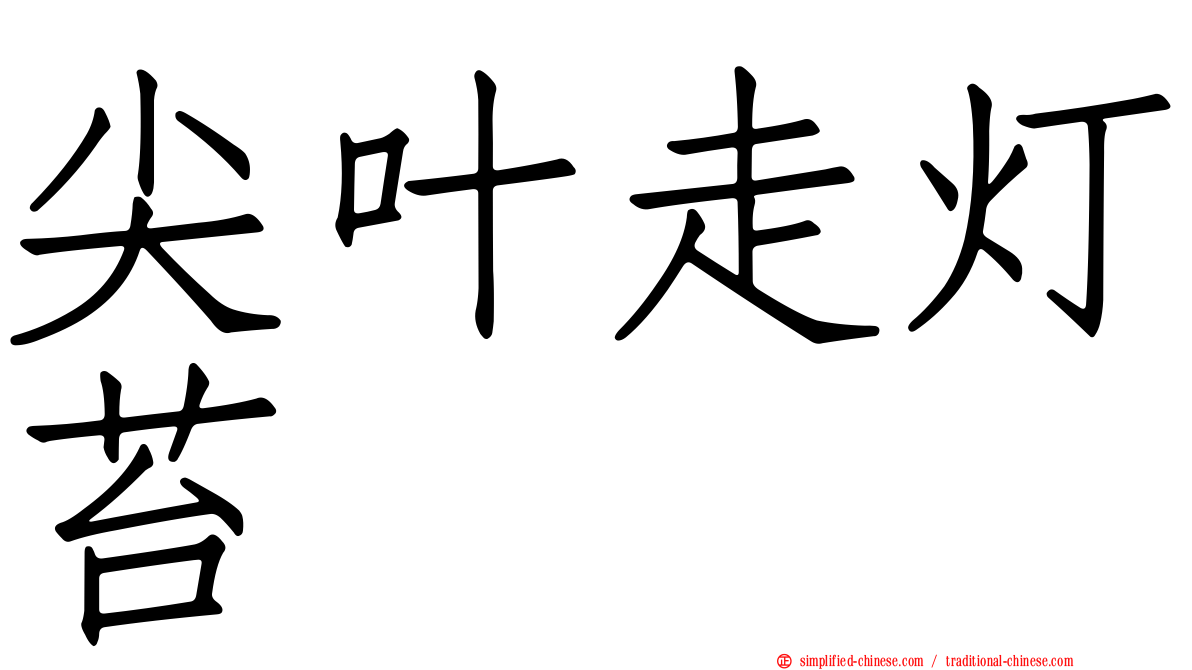 尖叶走灯苔