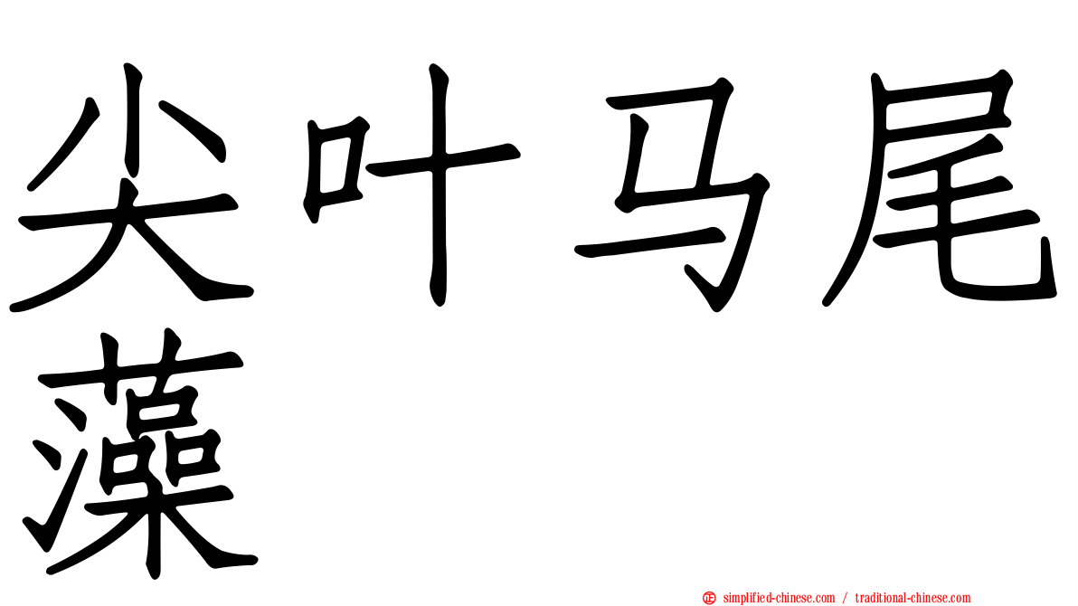 尖叶马尾藻